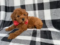 Bruno, a male Cavapoo for sale in Lakeland, FL – 2 of 9