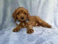 Moose, a male Cavapoo for sale in Lakeland, FL – 3 of 7