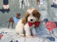 Tater, a male Poodle - Miniature  for sale in Lakeland, FL – 7 of 10