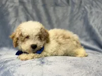 Hercules, a male Bichpoo for sale in Lakeland, FL – 8 of 9