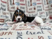 Waylon, a male Beagle for sale in Lakeland, FL – 2 of 9