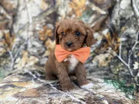 Nacho, a male Cavalier King Charles Spaniel and Poodle - Miniature  for sale in Lakeland, FL – Photo 9 of 9