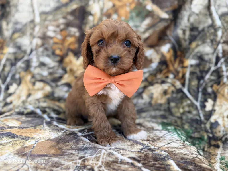 Nacho – Cavalier King Charles Spaniel, Poodle - Miniature  puppy for sale in Lakeland, FL