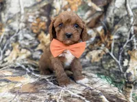 Nacho, a male Cavalier King Charles Spaniel and Poodle - Miniature  for sale in Lakeland, FL – Photo 1 of 9