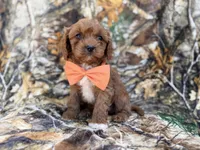 Nacho, a male Cavalier King Charles Spaniel and Poodle - Miniature  for sale in Lakeland, FL – Photo 6 of 9