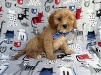 Conner, a male Cavapoo for sale in Lakeland, FL – 2 of 9