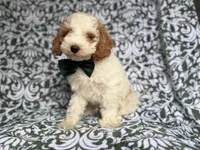 Jax, a male Cockapoo and Poodle - Miniature  for sale in Lakeland, FL – 2 of 8