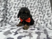 Danny, a male Cavalier King Charles Spaniel and Poodle - Miniature  for sale in Lakeland, FL – 2 of 9