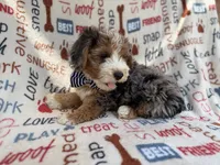 Otto, a male Miniature Aussiedoodle for sale in Lakeland, FL – 2 of 10