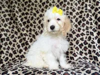 Oakley, a female Cockapoo for sale in Lakeland, FL – 7 of 8