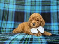 Cody, a male Cavapoo and Poodle - Miniature  for sale in Lakeland, FL – 3 of 9