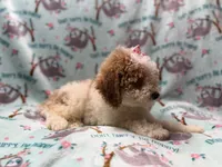 Taffy, a female Poodle - Miniature  for sale in Lakeland, FL – 8 of 10