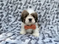 Gannon, a male Lhasa Apso for sale in Lakeland, FL – 1 of 7
