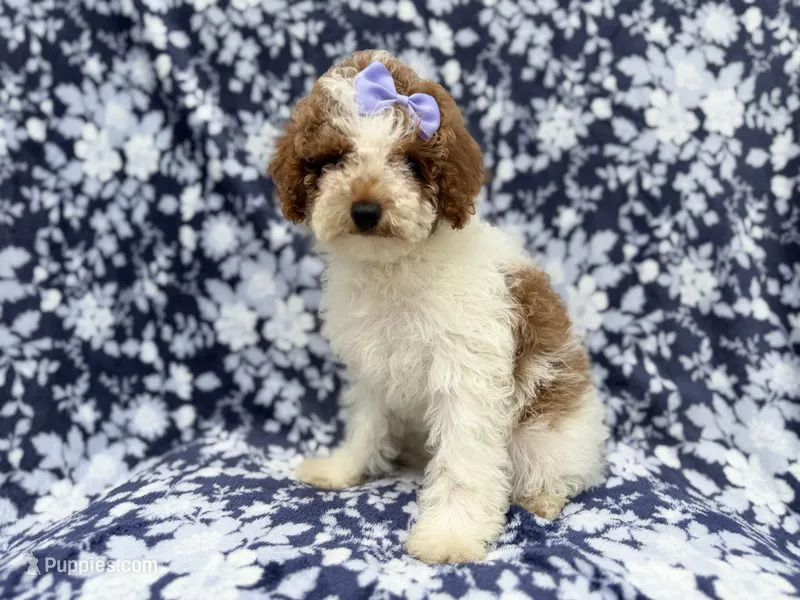 Charlotte – Poodle - Miniature  puppy for sale in Lakeland, FL