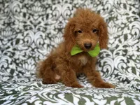 Prince, a male Cockapoo for sale in Lakeland, FL – 9 of 9