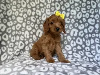 Molly, a female Cavapoo for sale in Lakeland, FL – 5 of 9
