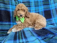 Simba, a male Poodle - Miniature  for sale in Lakeland, FL – 7 of 9