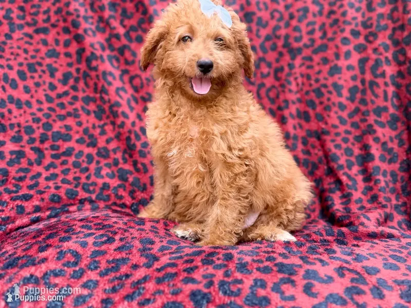 Darcy – Miniature Goldendoodle puppy for sale in Lakeland, FL