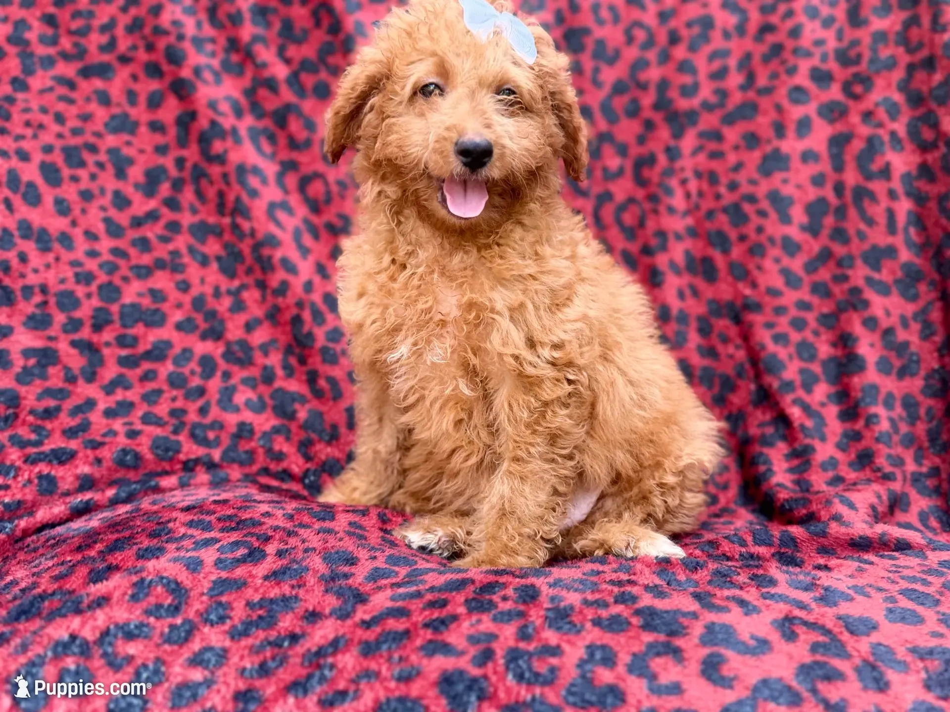 Darcy, a female Miniature Goldendoodle for sale in Lakeland, FL – 1 of 8