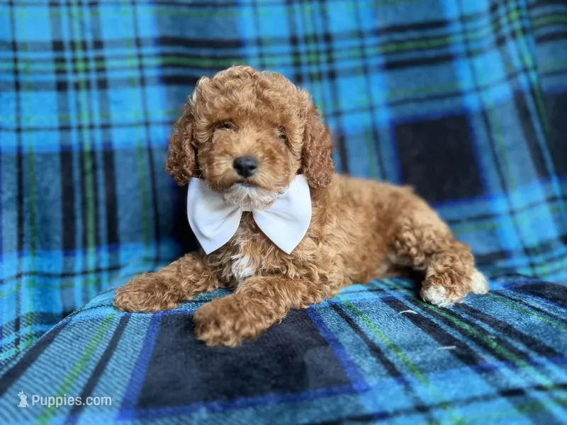 Rags – Cockapoo, Poodle - Miniature  puppy for sale in Lakeland, FL