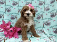 Missy, a female Cockapoo and Poodle - Miniature  for sale in Lakeland, FL – Photo 3 of 9