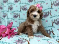 Missy, a female Cockapoo and Poodle - Miniature  for sale in Lakeland, FL – Photo 1 of 9