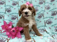 Missy, a female Cockapoo and Poodle - Miniature  for sale in Lakeland, FL – Photo 6 of 9