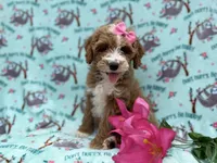 Missy, a female Cockapoo and Poodle - Miniature  for sale in Lakeland, FL – Photo 4 of 9