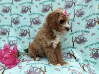 Missy, a female Cockapoo and Poodle - Miniature  for sale in Lakeland, FL – Photo 7 of 9