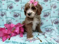 Missy, a female Cockapoo and Poodle - Miniature  for sale in Lakeland, FL – Photo 5 of 9