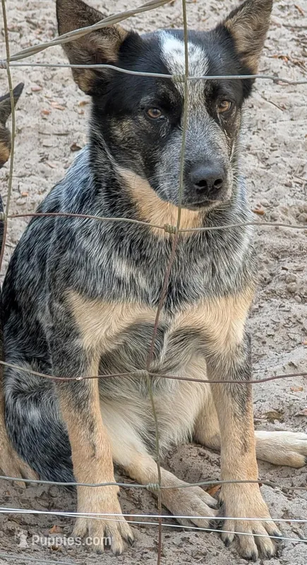 Boots, a female Australian Cattle Dog for sale in Lakeland, FL – Photo 1 of 1