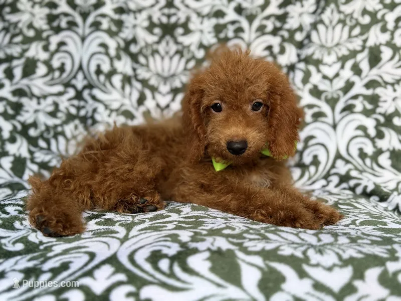 Prince – Cockapoo puppy for sale in Lakeland, FL