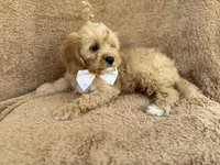 Crook, a male Cavapoo for sale in Lakeland, FL – 8 of 10