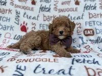 Adam, a male Cavapoo and Poodle - Miniature  for sale in Lakeland, FL – 8 of 9