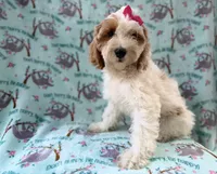 Tilly, a female Cockapoo for sale in Lakeland, FL – 2 of 9