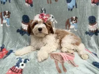 Ember, a female Cavapoo for sale in Lakeland, FL – 9 of 10