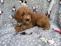 Benson, a male Cavapoo for sale in Lakeland, FL – 3 of 8