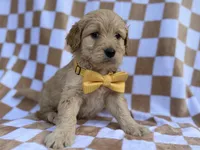 Benson, a male Goldendoodle and Golden Retriever for sale in Lakeland, FL – Photo 8 of 8