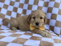 Benson, a male Goldendoodle and Golden Retriever for sale in Lakeland, FL – Photo 3 of 8