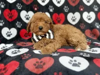 Abe, a male Cavapoo for sale in Lakeland, FL – 4 of 8