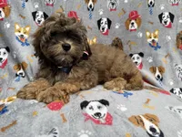 Drake, a male Shihpoo for sale in Lakeland, FL – 8 of 8