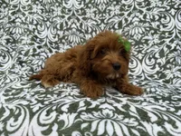 Dolly, a female Cavapoo for sale in Lakeland, FL – 8 of 8