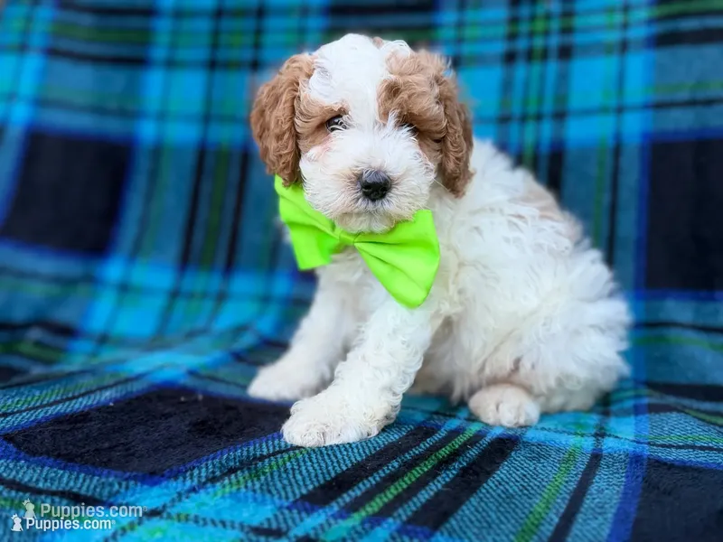 Dexter – Cavapoo, Poodle - Miniature  puppy for sale in Lakeland, FL