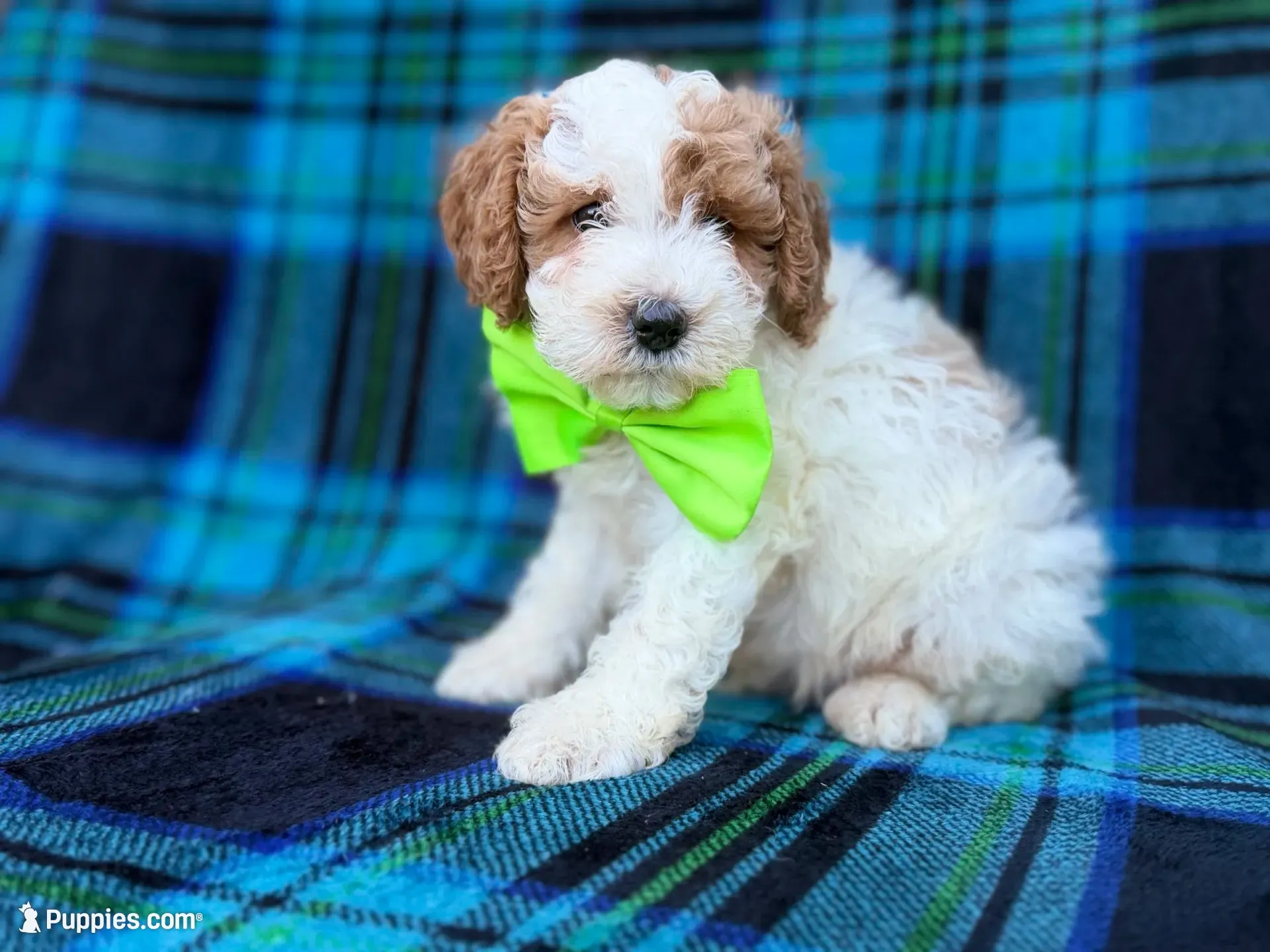 Dexter, a male Cavapoo and Poodle - Miniature  for sale in Lakeland, FL – 1 of 9