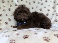 Amos, a male Shihpoo for sale in Lakeland, FL – 10 of 10
