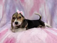 Piglet, a female Beagle for sale in Lakeland, FL – 6 of 8