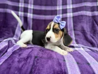 Pooh, a female Beagle for sale in Lakeland, FL – 7 of 8