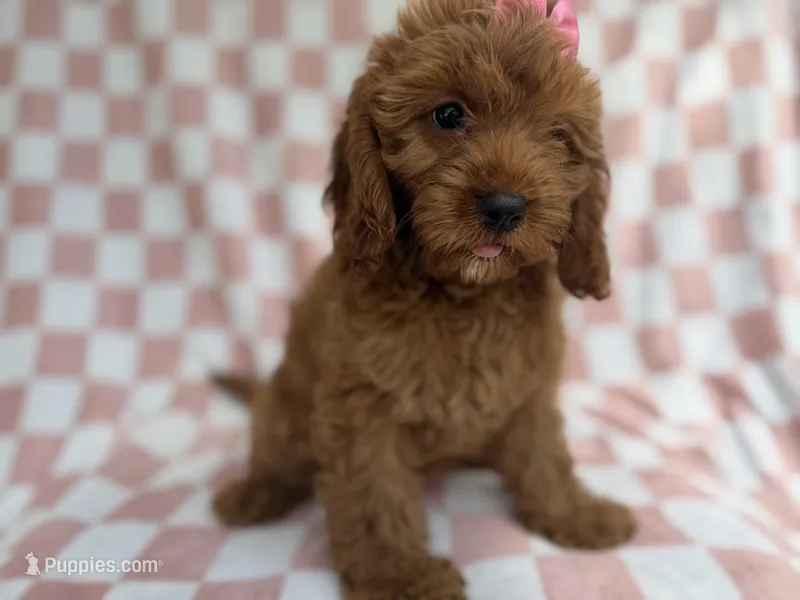 Reba – Cavapoo puppy for sale in Lakeland, FL