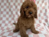 Reba, a female Cavapoo for sale in Lakeland, FL – 1 of 9