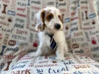Tony, a male Cockapoo for sale in Lakeland, FL – 8 of 9